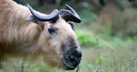 Sichuan takin, Wild Panda Nature Reserve, China.