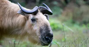 Sichuan takin, Wild Panda Nature Reserve, China.