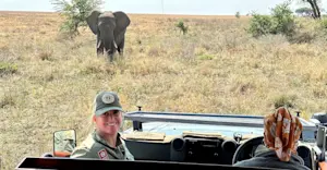 Elephants in Tanzania. 