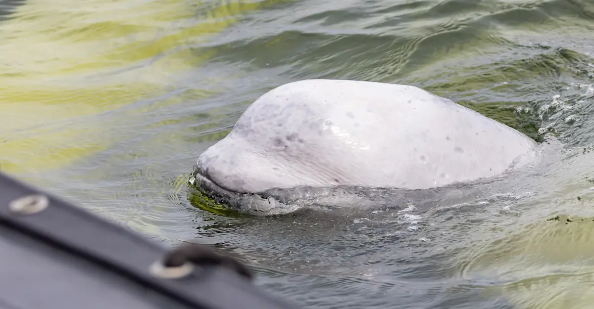 Beluga whale in the Hudson Bay, Churchill, Canada.