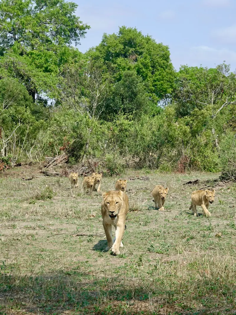 A sea of lions taking a stroll through South Africa. 