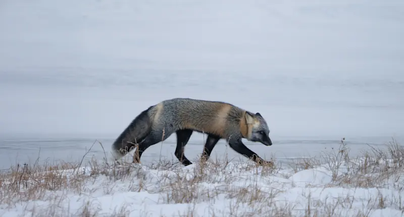 Cross fox, Nunavut, Canada.