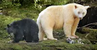 Spirit bear and black bear, Great Bear Rainforest, British Columbia.