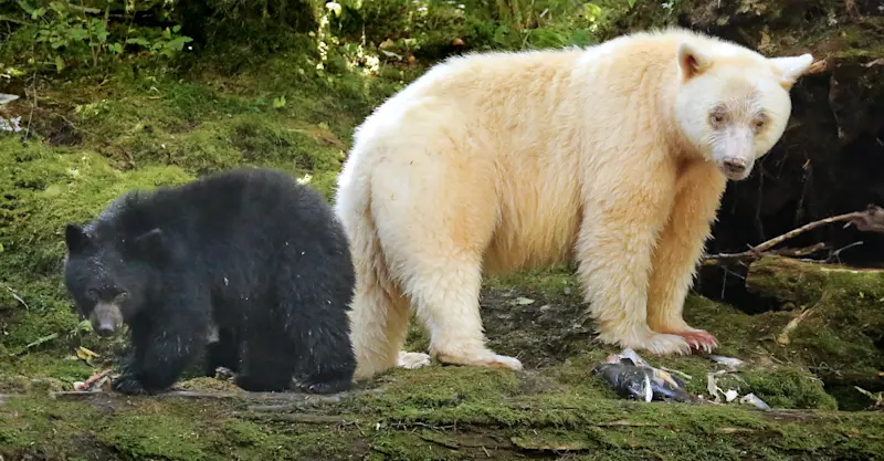 Spirit bear and black bear, Great Bear Rainforest, British Columbia.