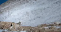 Eurasian Lynx, Ladakh, India.