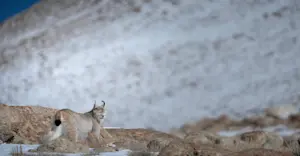 Eurasian Lynx, Ladakh, India.