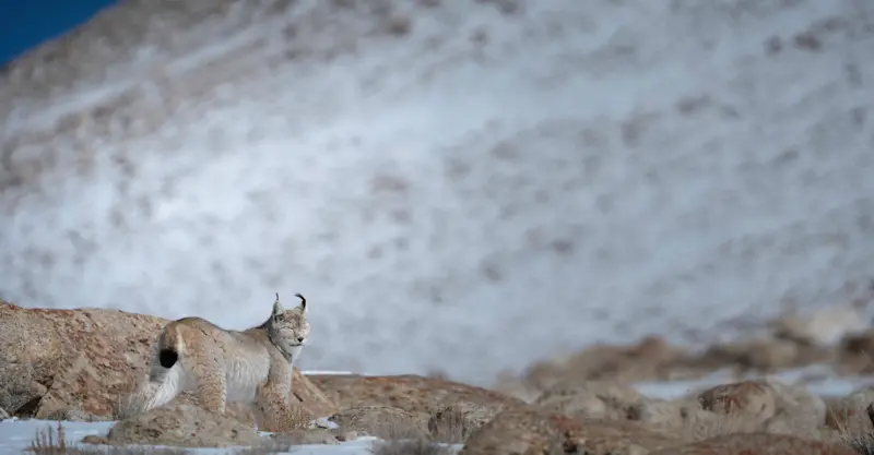 Eurasian Lynx, Ladakh, India.