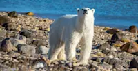 Polar bear, Churchill, Manitoba.