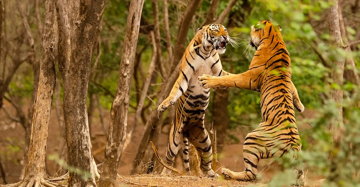 Tigers sparring, India.