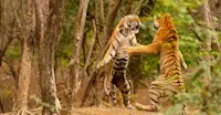 Tigers sparring, India