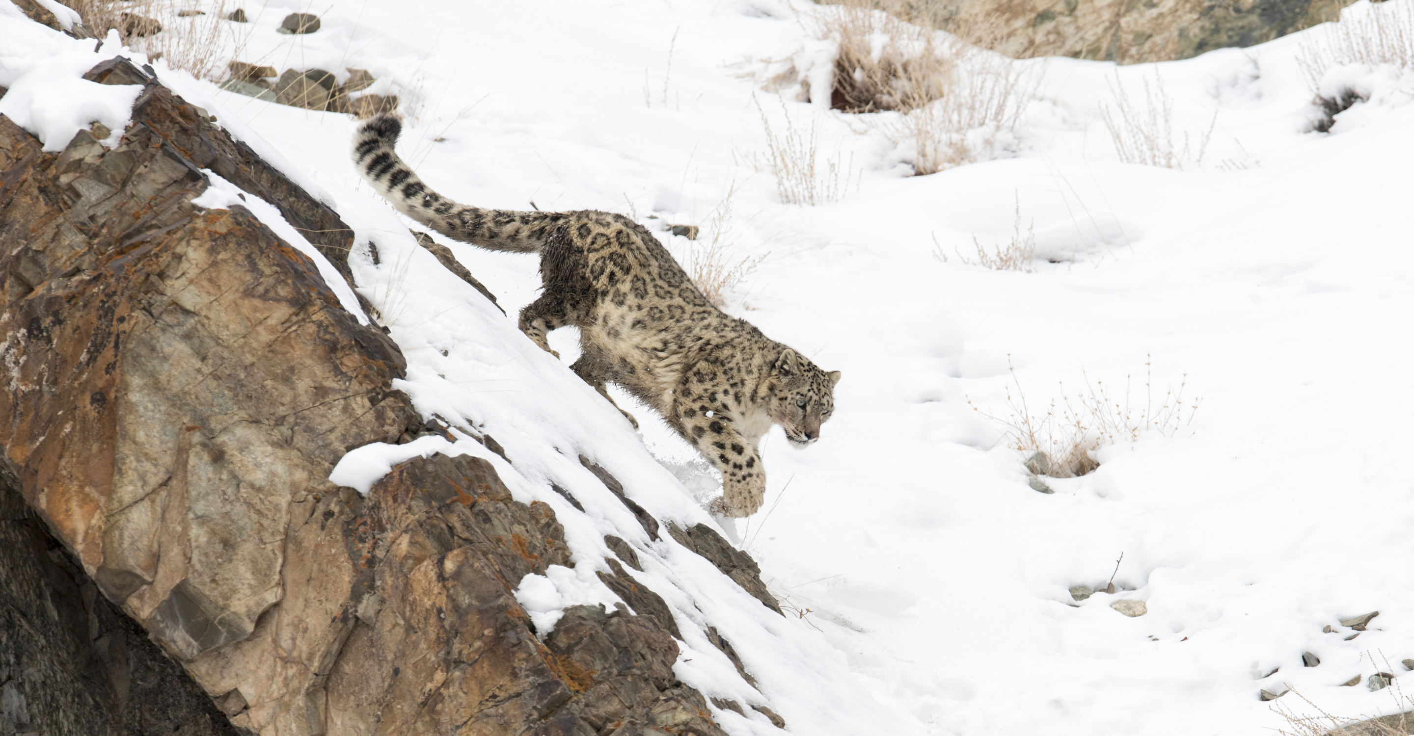 A snow leopard walks down a snowy hillside in Ladakh, India