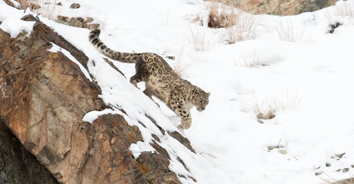 A snow leopard walks down a snowy hillside in Ladakh, India
