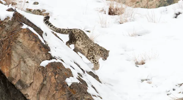 A snow leopard walks down a snowy hillside in Ladakh, India