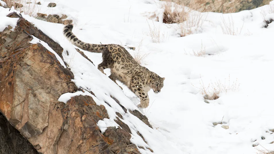 A snow leopard walks down a snowy hillside in Ladakh, India
