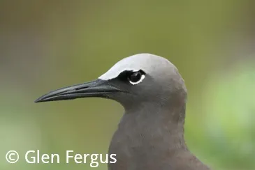 Beforeyougo|Galapagos|Birds|Brown Noddy Tern Glen Fergus - Copy