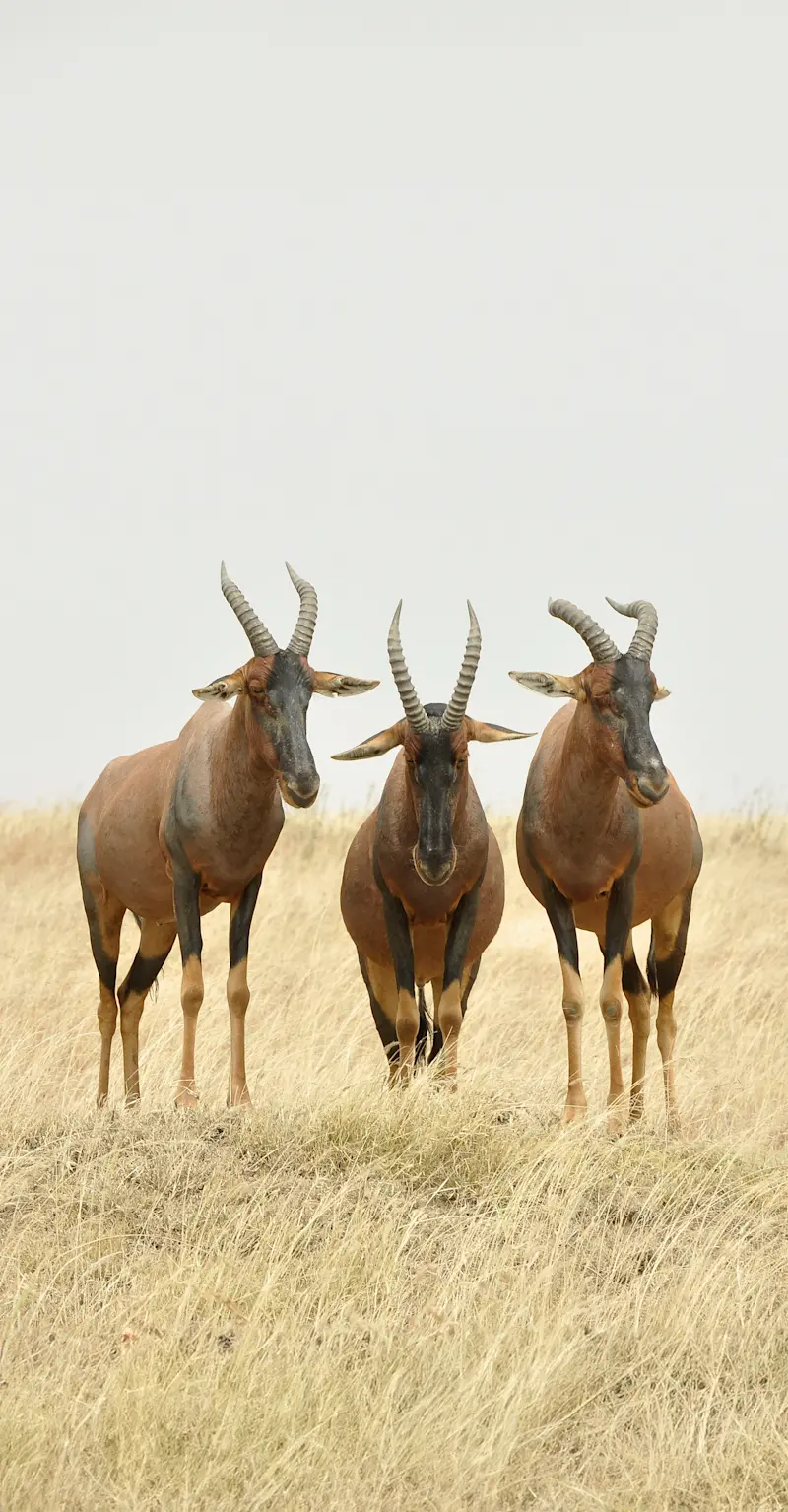 Topi antelope, Arusha National Park, Tanzania.