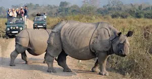 One-horned rhinos and Nat Hab guests, Dudhwa National Park, India.  