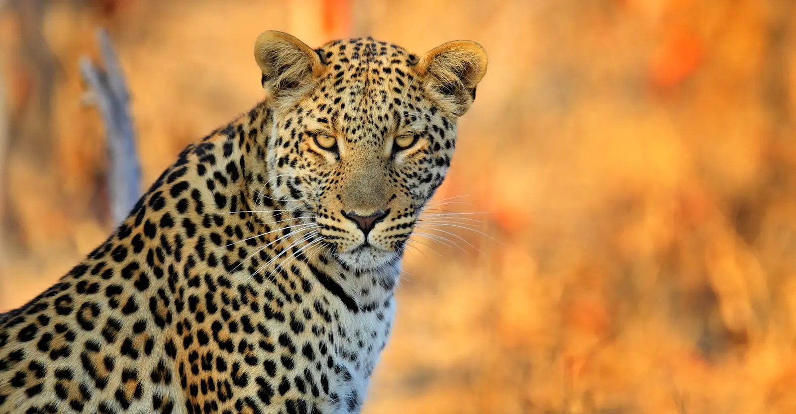 EW SA R&I AdobeStock 102585460