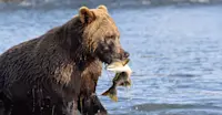Bear with pink salmon, Alaska Grizzly Encounter: Kodiak to Katmai, Katmai National Park