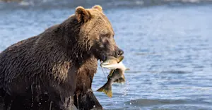 Bear with pink salmon, Alaska Grizzly Encounter: Kodiak to Katmai, Katmai National Park