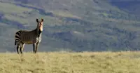 Cape mountain zebra, Samara Private Reserve, South Africa.