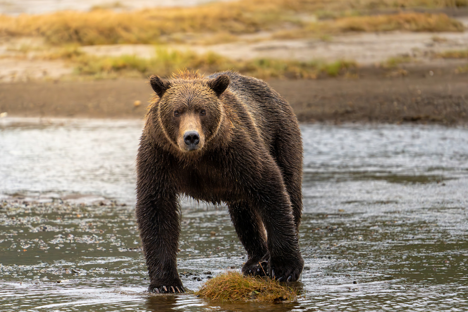 A curious coastal brown bear in Lake Clark National Park, Alaska.