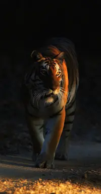 Slideshow Thumbnail 7 of 18