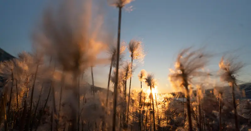 Cottongrass, Greenland