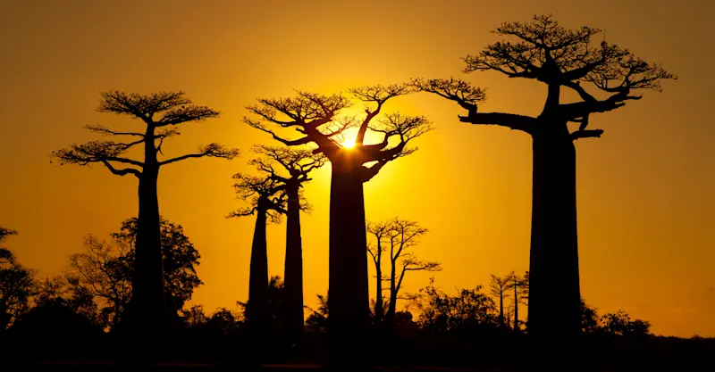 Avenue of the Baobabs, Magadascar.