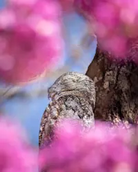 Great Potoo, Northern Pantanal