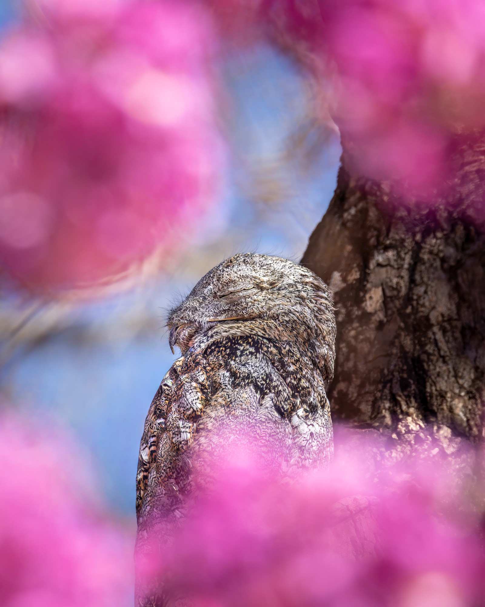 Great Potoo, Northern Pantanal