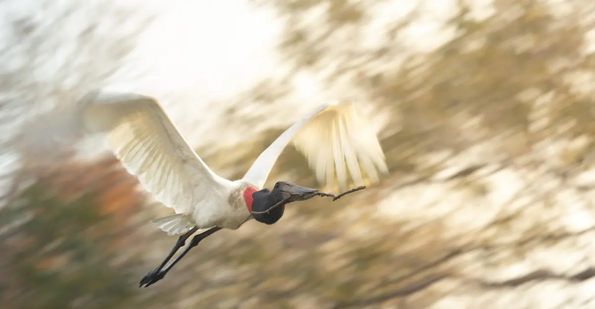 Jabiru Stork, Southern Pantanal.