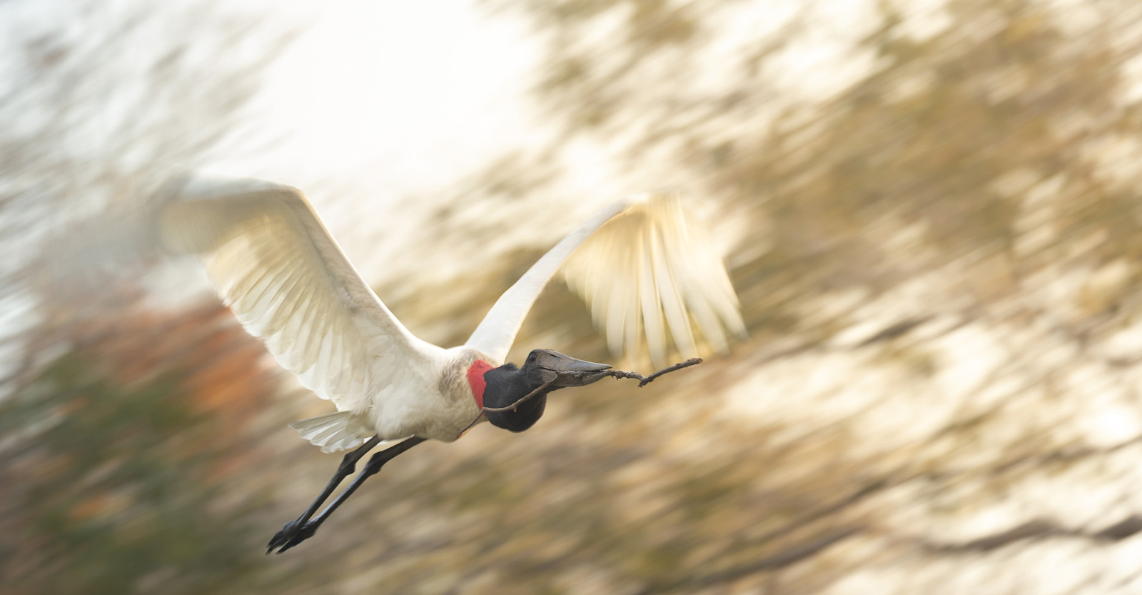 Jabiru Stork, Southern Pantanal