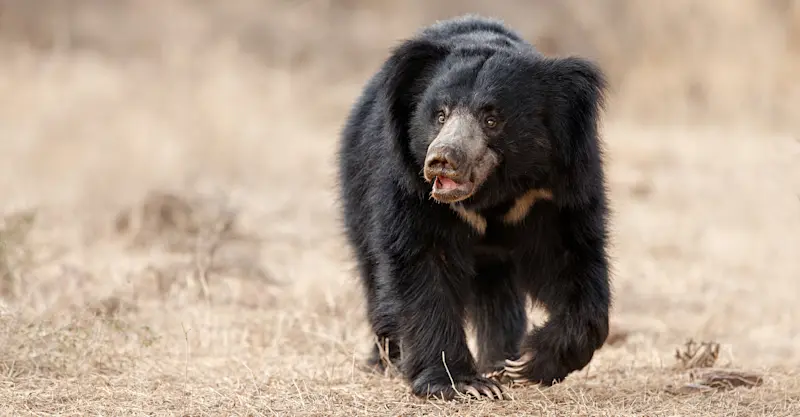 Sloth bear, Bandhavgarh National Park, India.