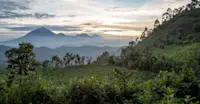 Bwindi Impenetrable Forest National Park, Uganda.