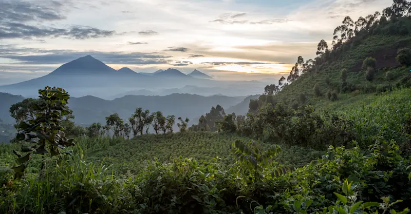 Bwindi Impenetrable Forest National Park, Uganda.