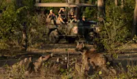 Nat Hab guests and hyena, Linyanti Private Reserve, Botswana.