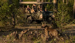 Nat Hab guests and hyena, Linyanti Private Reserve, Botswana.