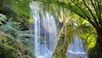 Triling through a beautiful rainforest in Australia South.