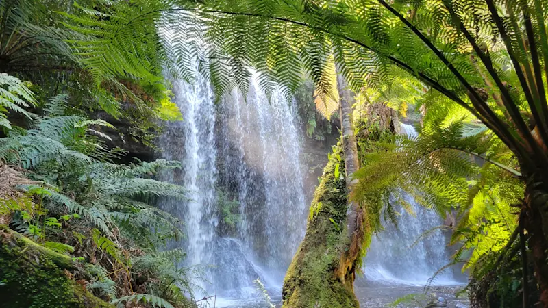 Triling through a beautiful rainforest in Australia South.