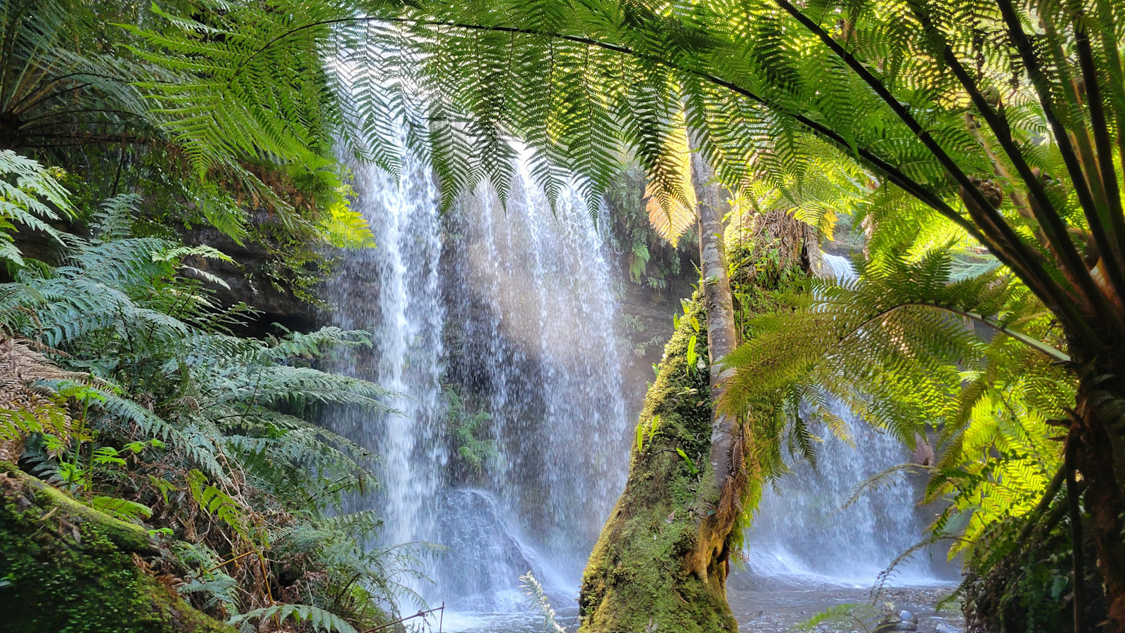 Rainforest, Australia South.