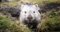 Wombat, Cradle Mountain National Park, Tasmania.