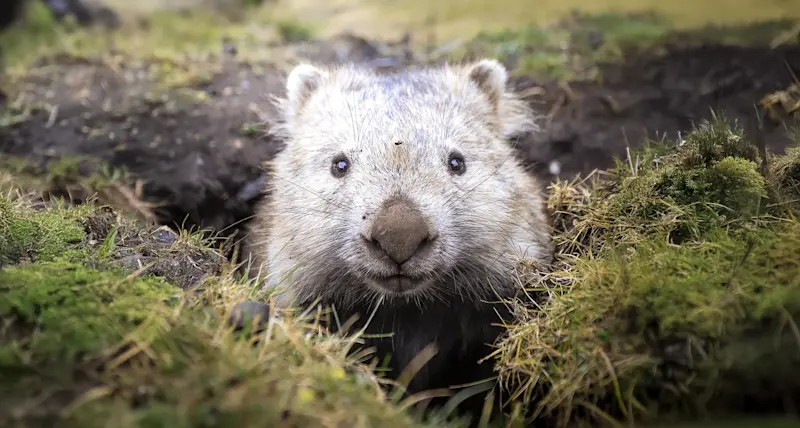 Wombat, Cradle Mountain National Park, Tasmania.