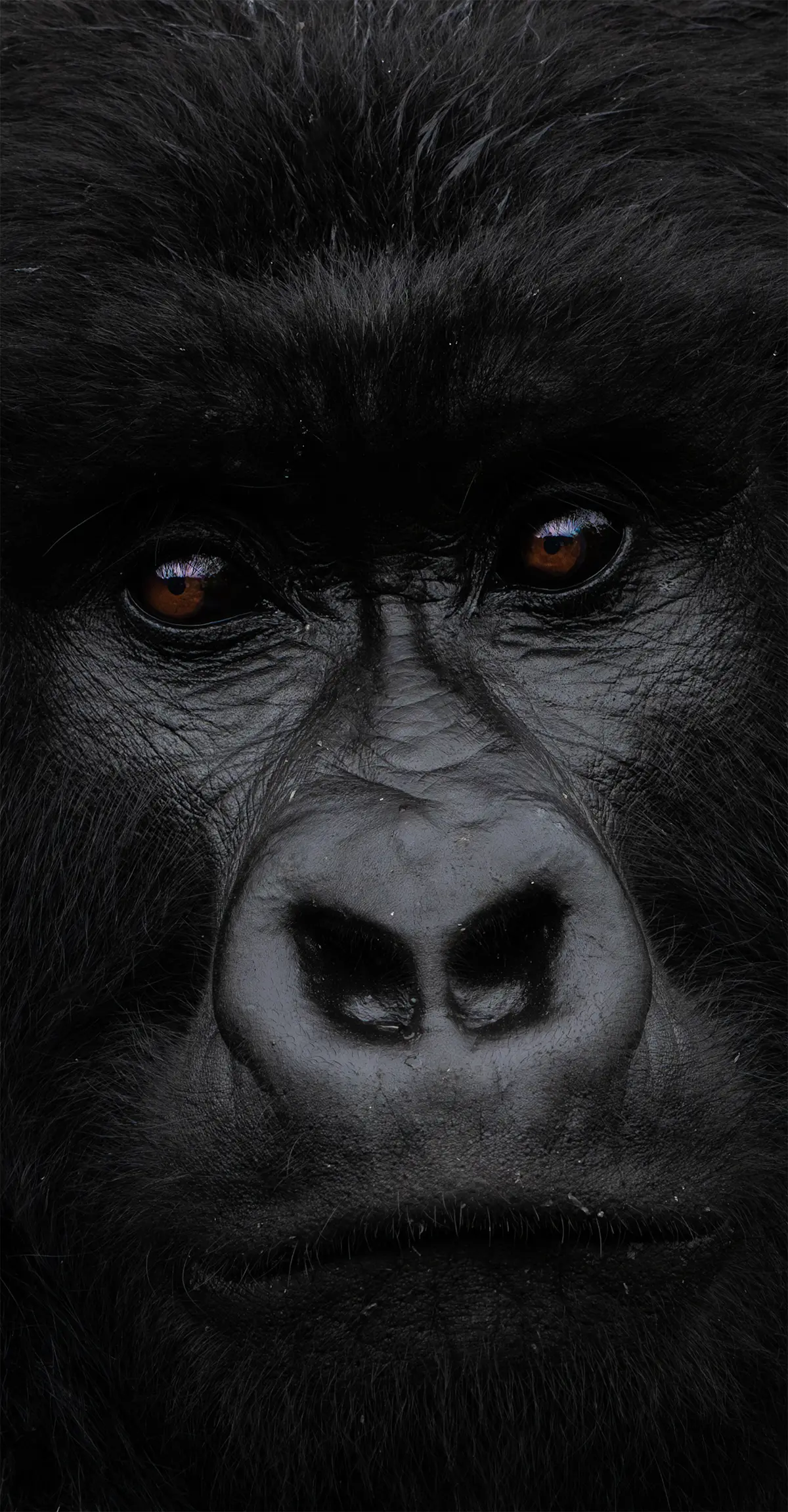 Gorilla, Rwanda.