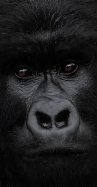Gorilla, Rwanda