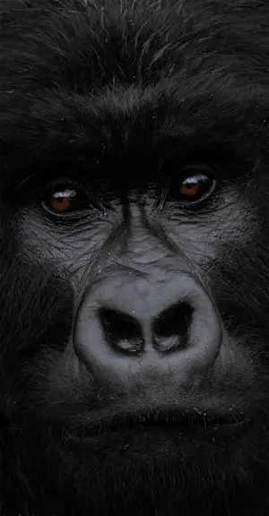 Gorilla, Rwanda
