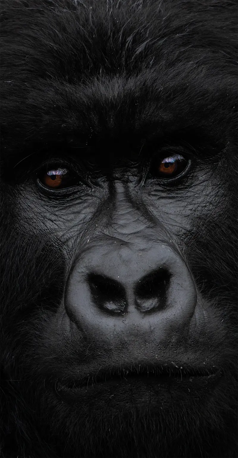 Gorilla, Rwanda