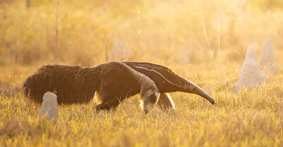Giant Anteater, Northern Pantanal.