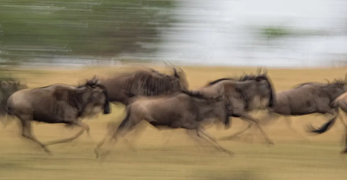 Wildebeest, Marataba Private Reserve, South Africa