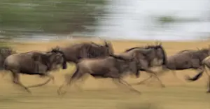 Wildebeest, Marataba Private Reserve, South Africa